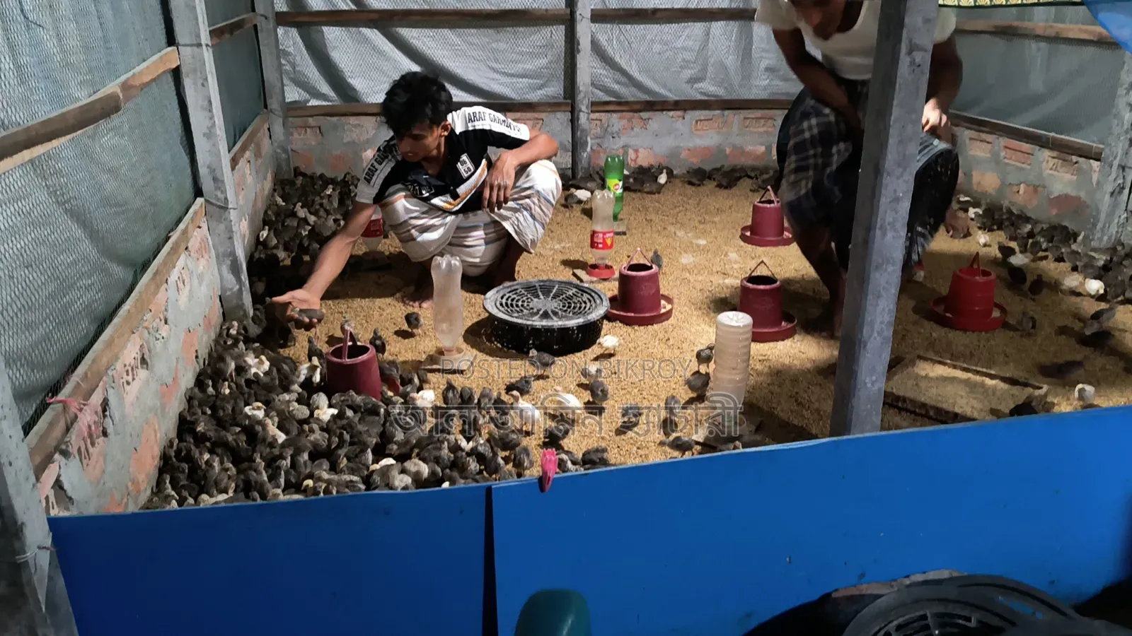 One-day-old Japanese Quail chicks for sale