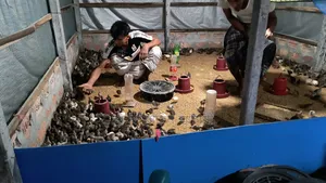 One-day-old Japanese Quail chicks for sale
