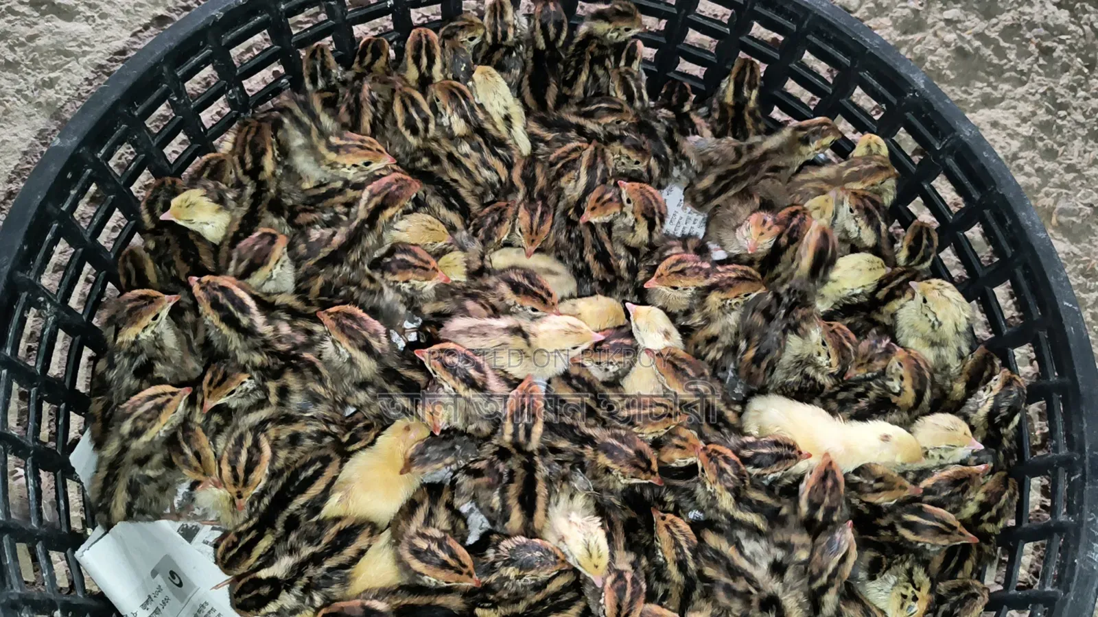 One-day-old Japanese Quail chicks for sale
