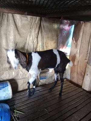 ছাগল বিক্রয়