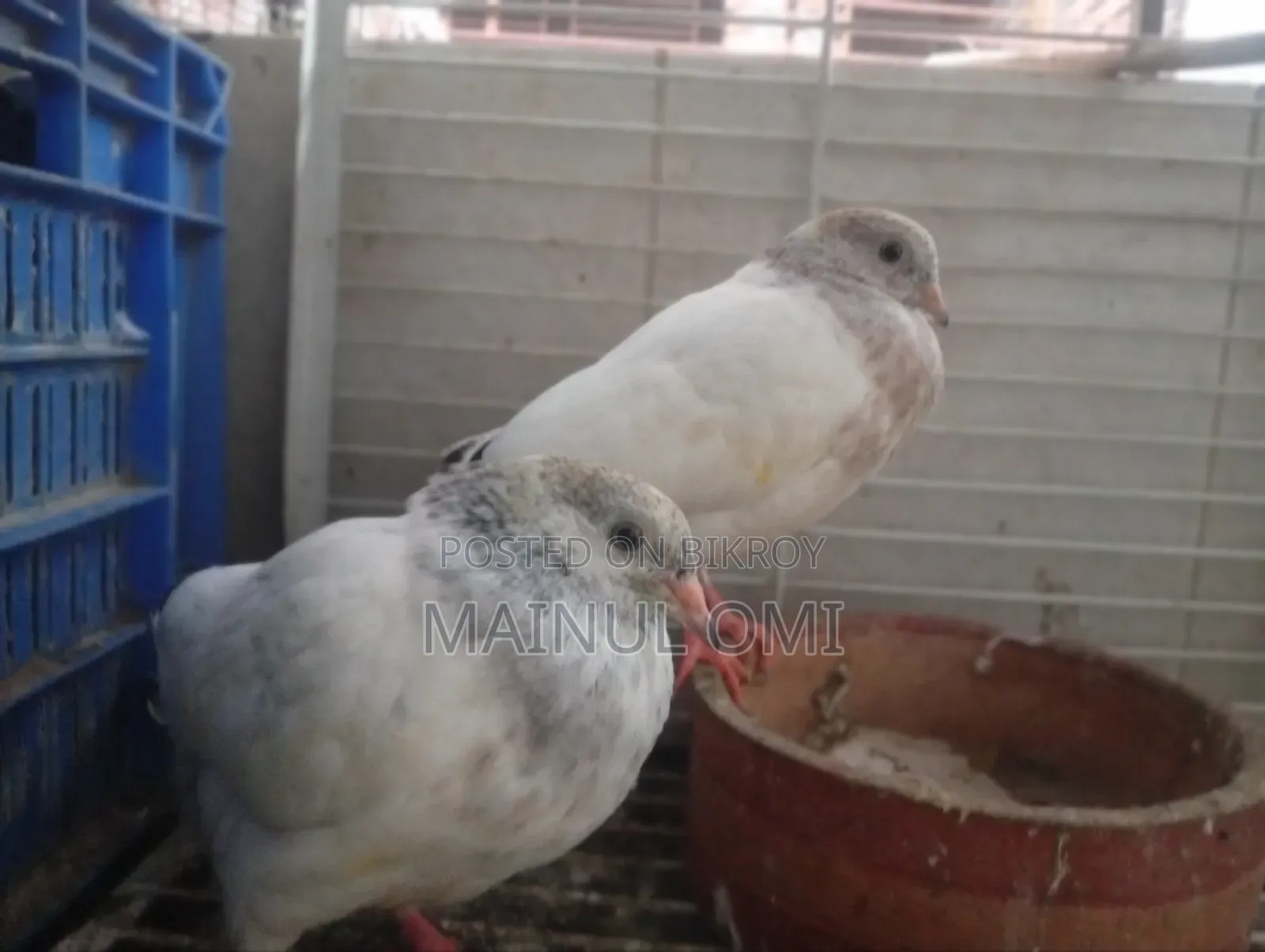 Giribaz Pigeon