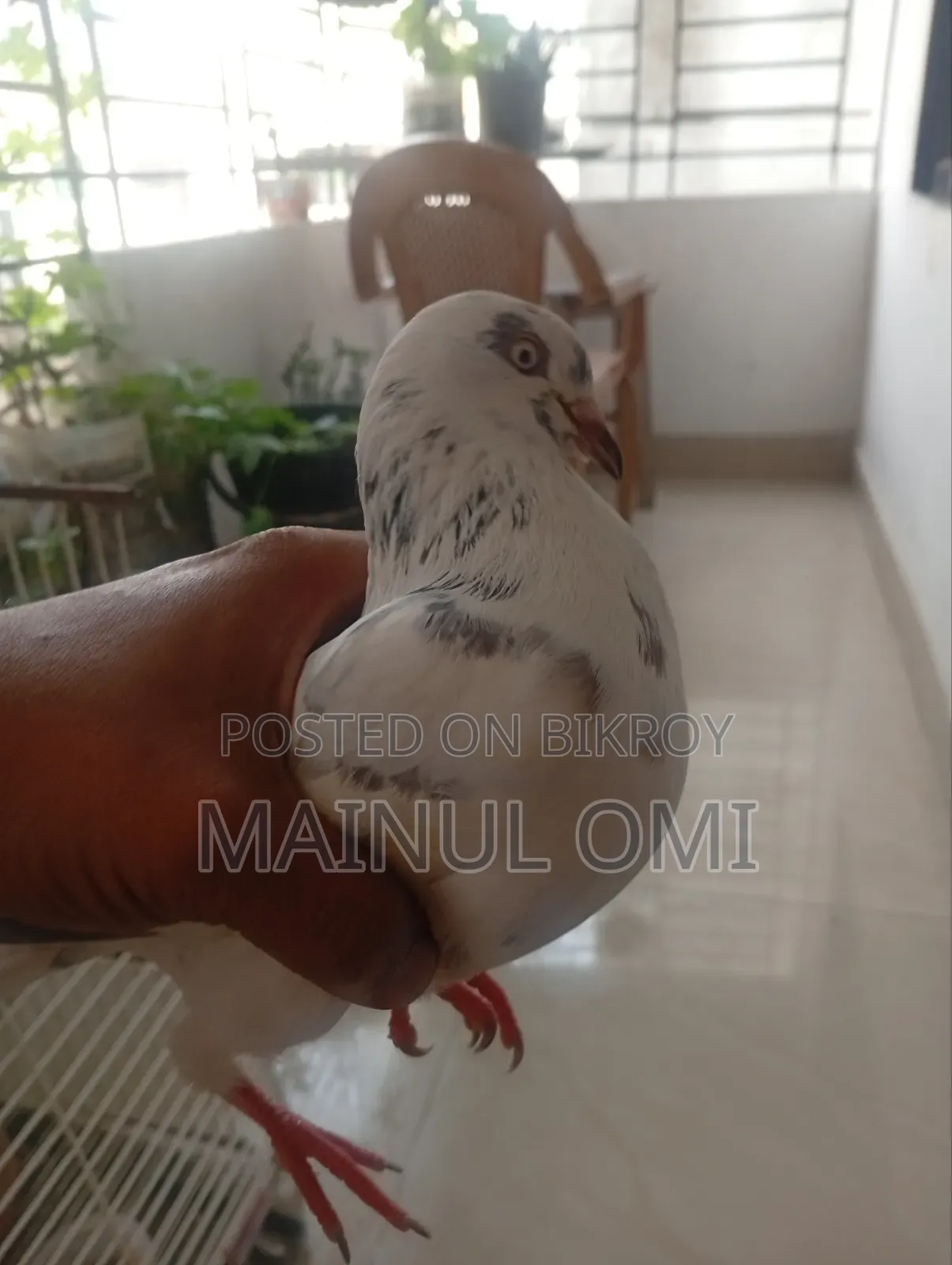 Giribaz Pigeon