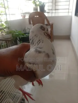 Giribaz Pigeon