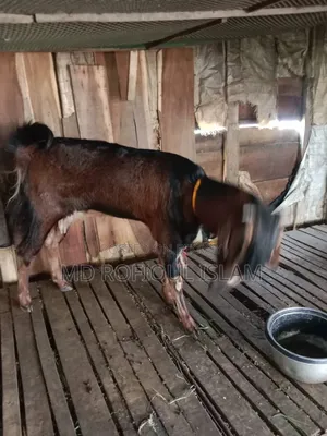 ছাগল নিজেদের পোসা