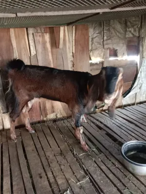 ছাগল নিজেদের পোসা