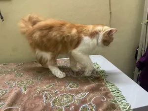 6-12 Months Male Purebred Persian Cat