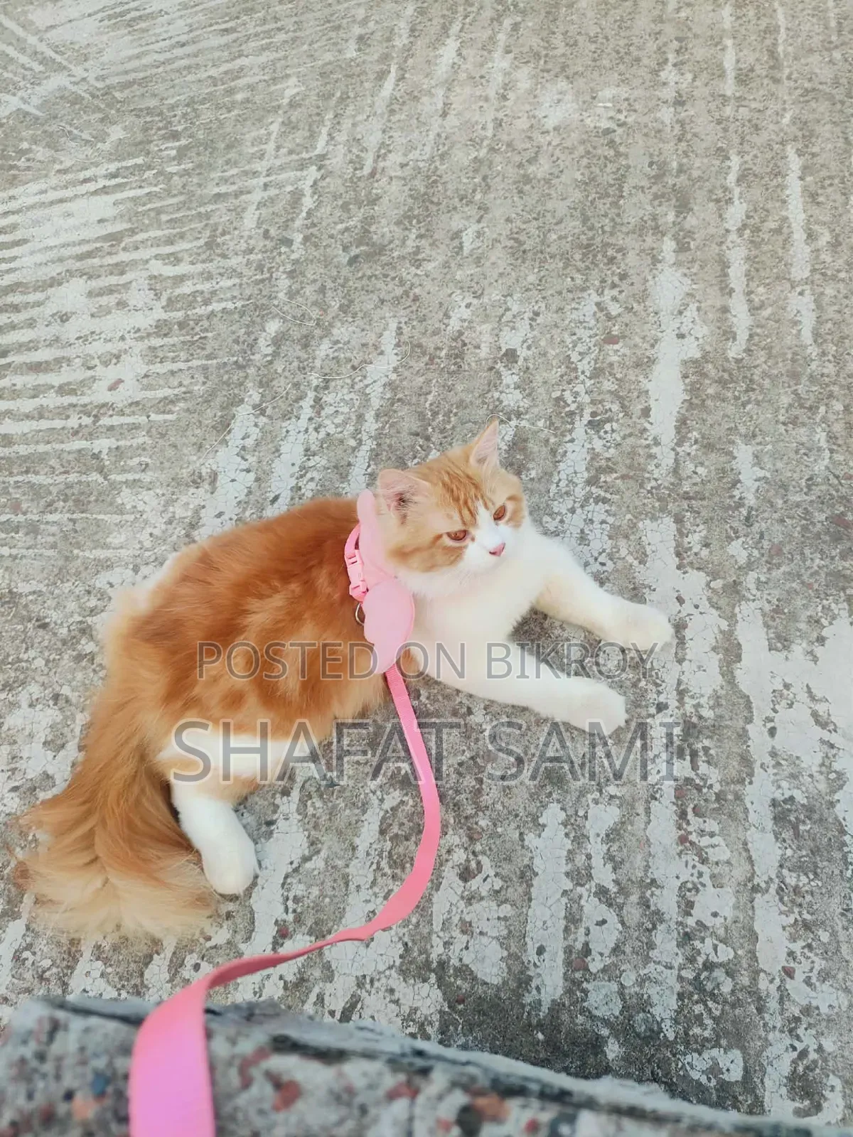 6-12 Months Male Purebred Persian Cat