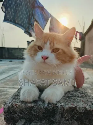 6-12 Months Male Purebred Persian Cat