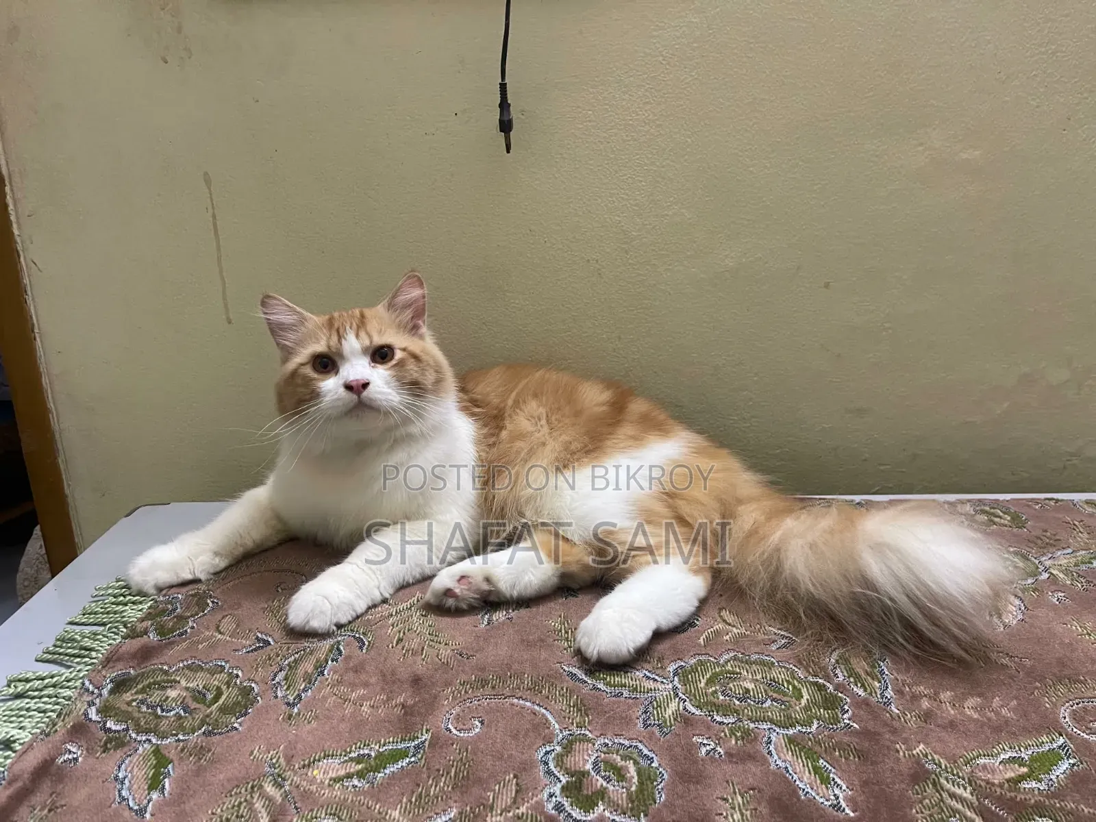 6-12 Months Male Purebred Persian Cat
