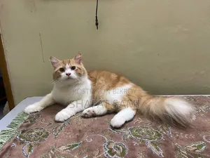 6-12 Months Male Purebred Persian Cat