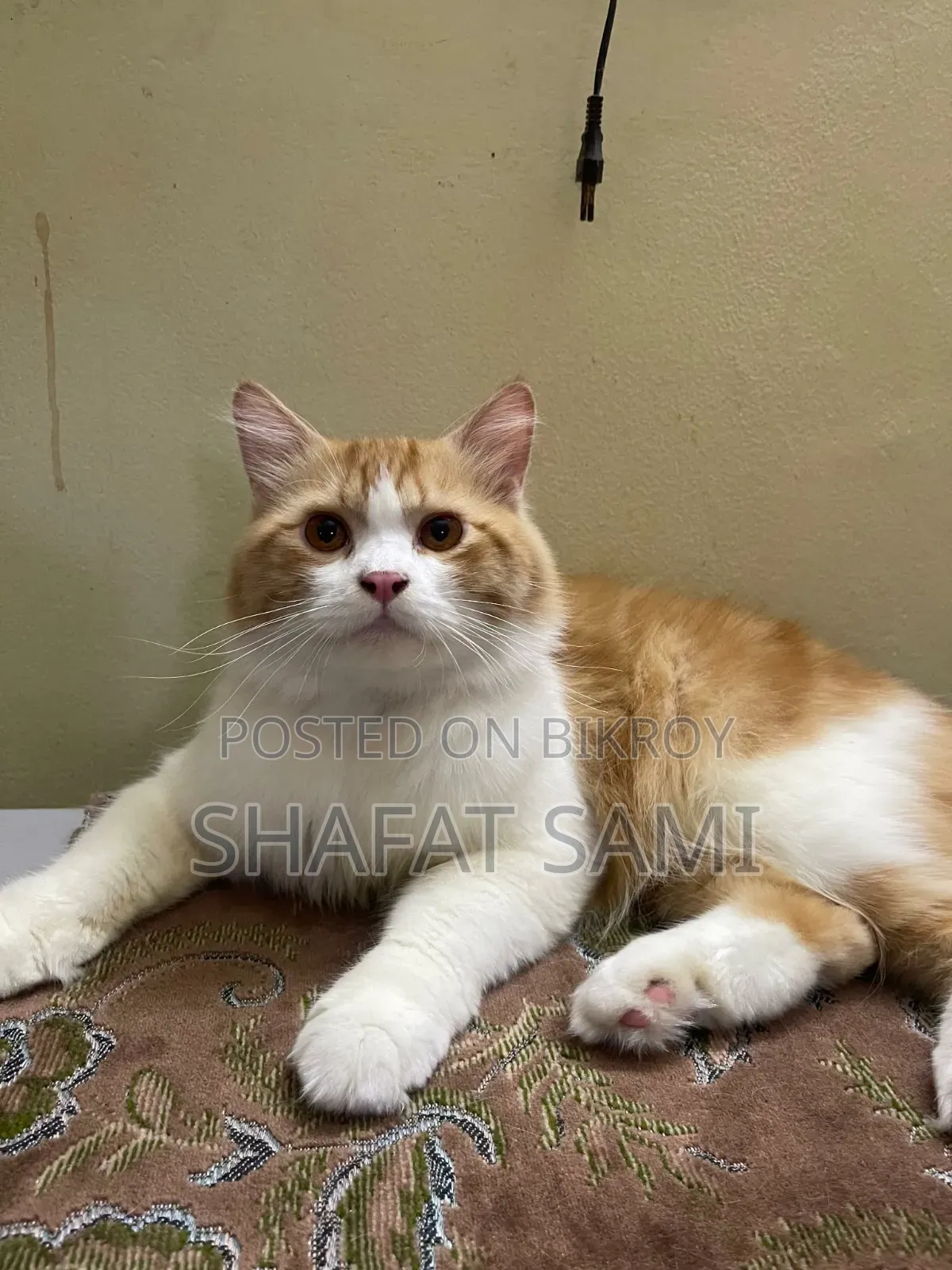 6-12 Months Male Purebred Persian Cat