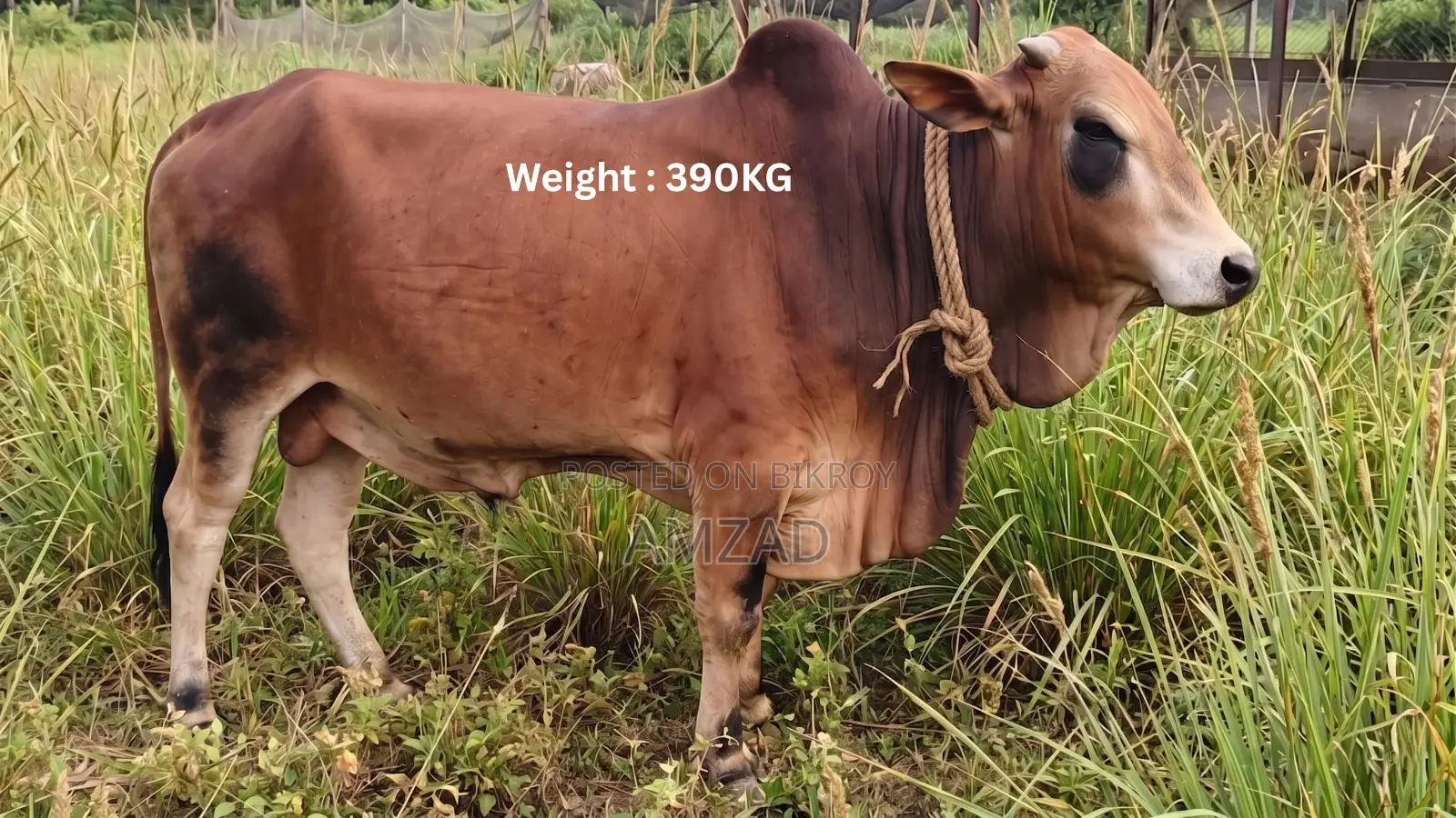 Sale of "Sahiwal Breed" Bull