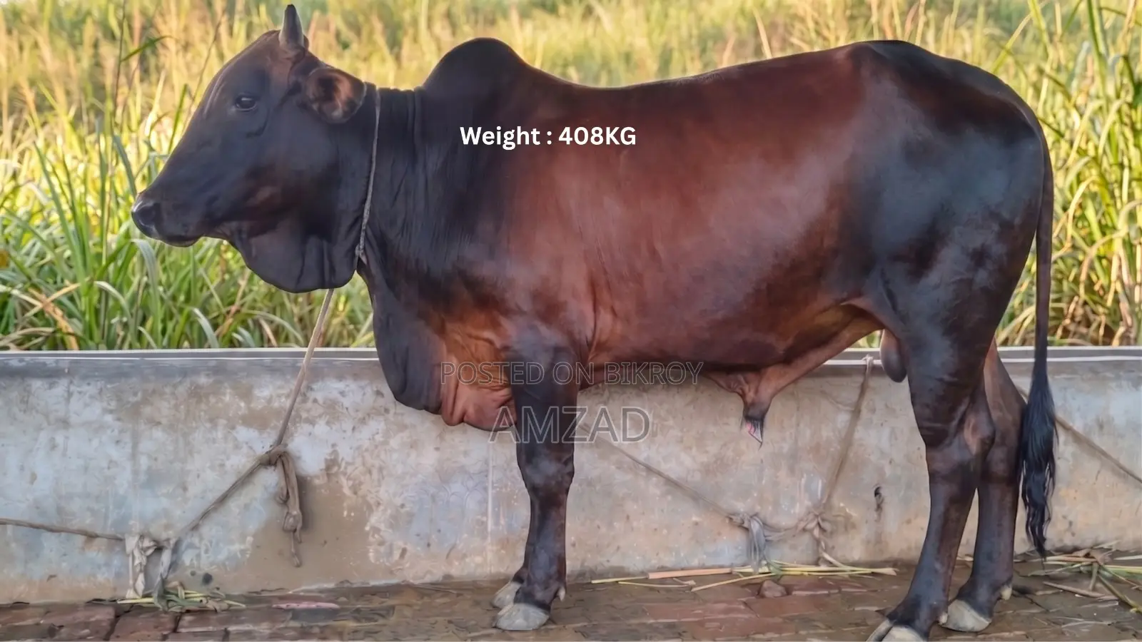 “Sahiwal Breed” Bull for Sale