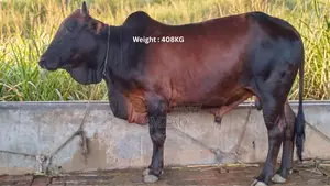 “Sahiwal Breed” Bull for Sale