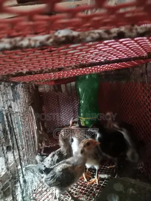 ২২ দিন বয়সী দেশি মুরগির বাচ্চা