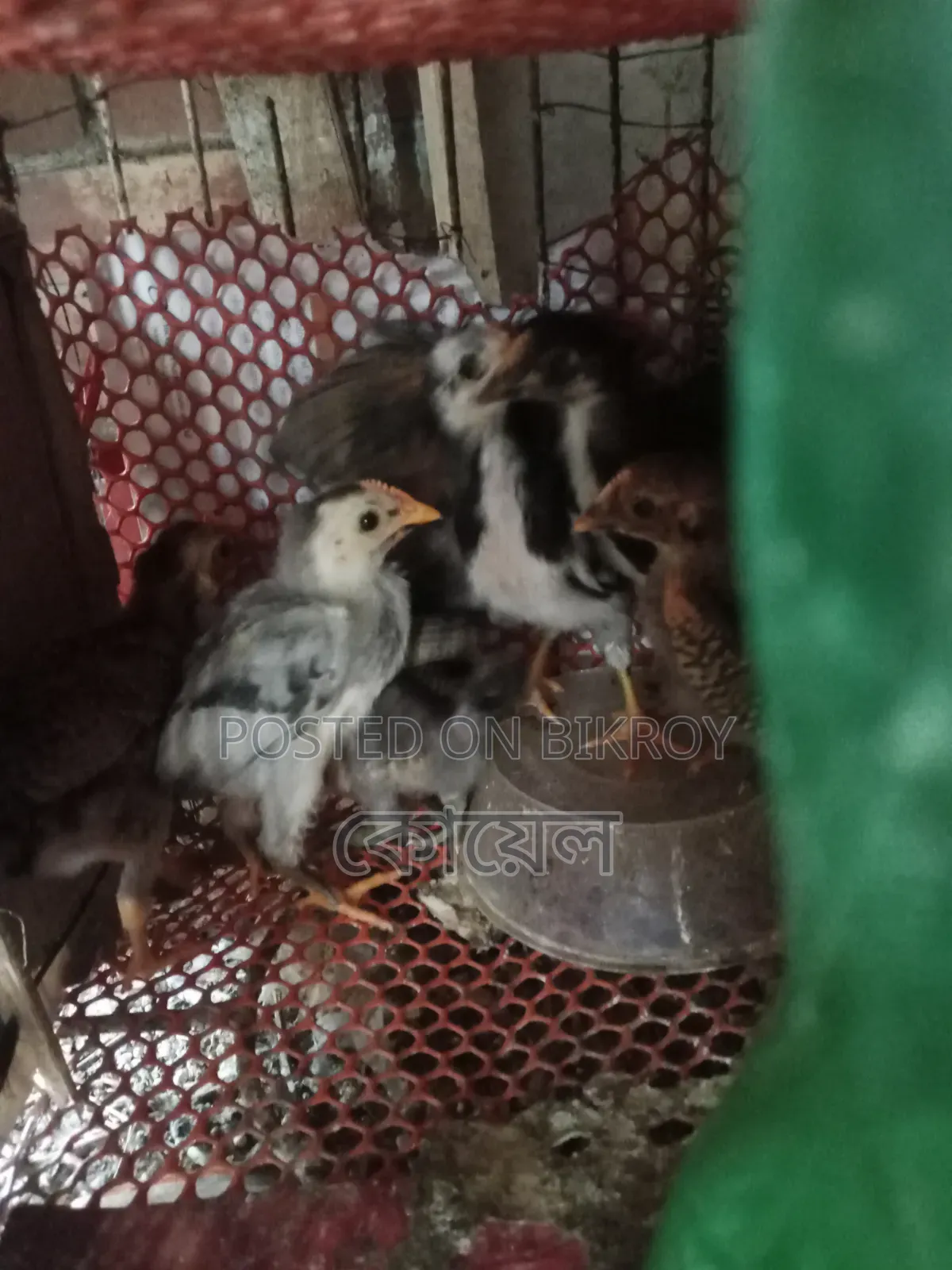 22-Day-Old Native Chicken Chicks
