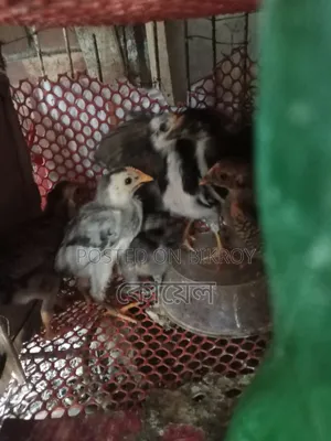 22-Day-Old Native Chicken Chicks