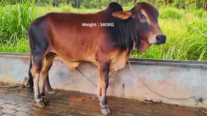 Sahiwal Breed Bull for Sale
