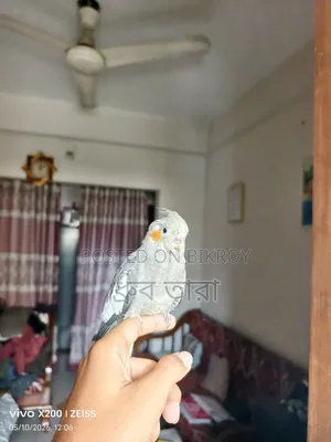 Cockatiel পাখি