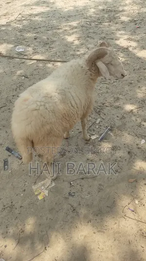 একটি গাড়ল পাঠা বিক্রি করা হবে।