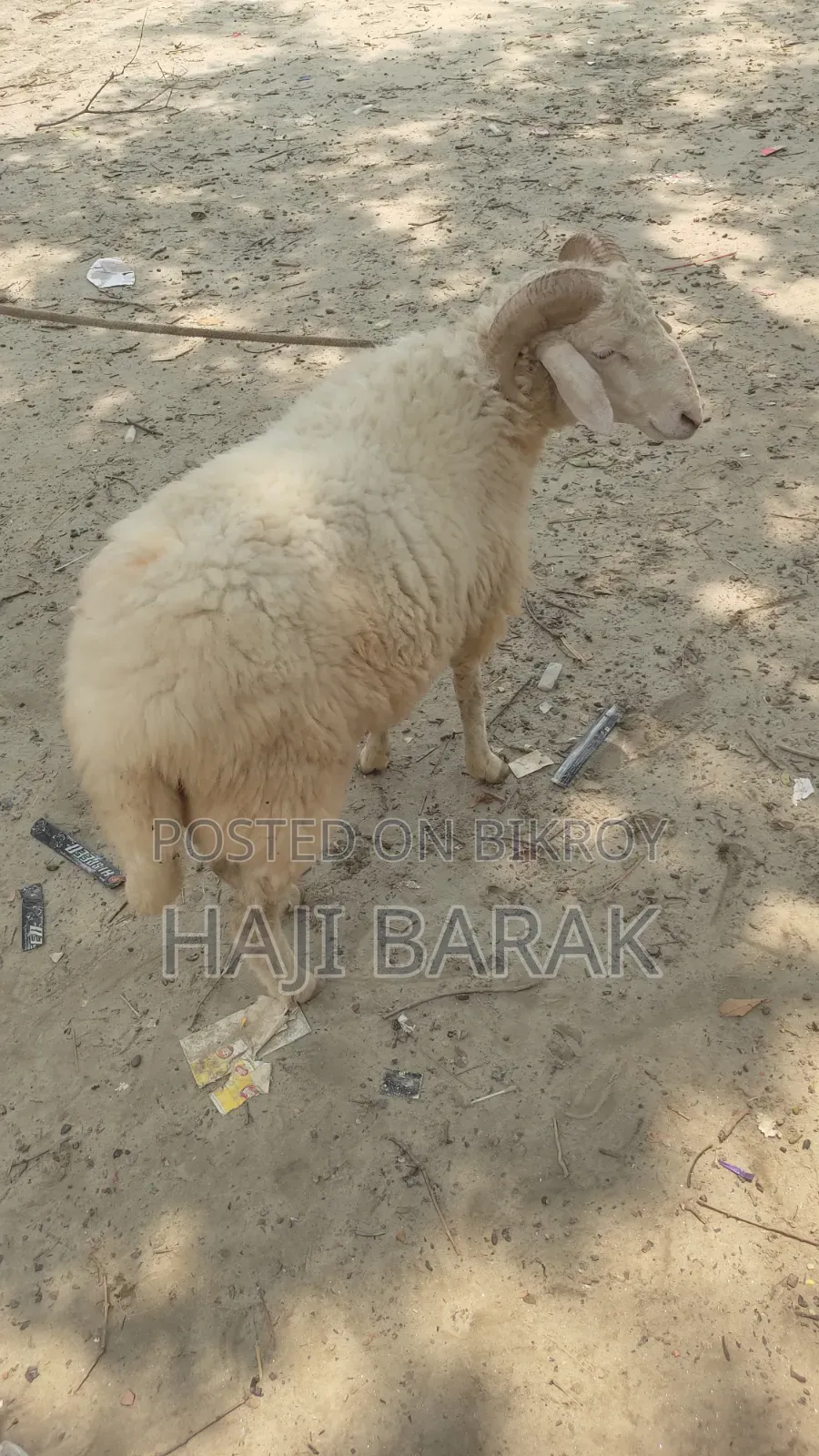 একটি গাড়ল পাঠা বিক্রি করা হবে।