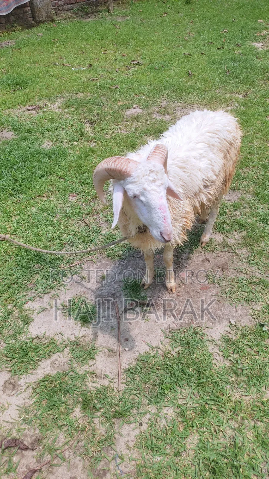 একটি গাড়ল পাঠা বিক্রি করা হবে।