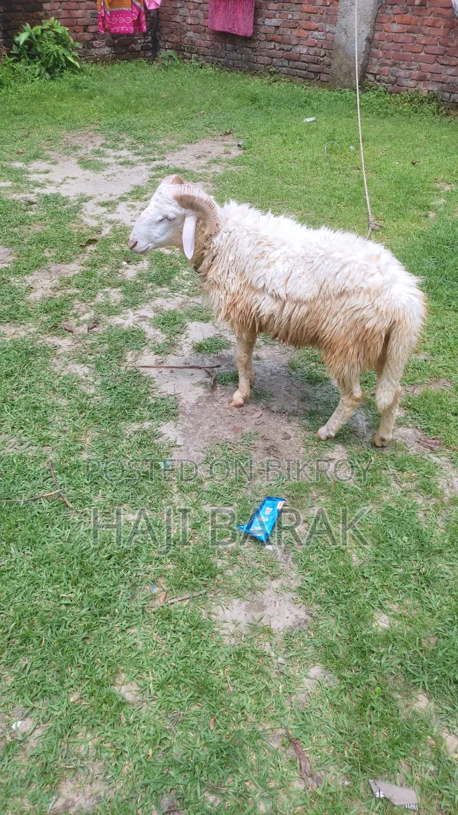 একটি গাড়ল পাঠা বিক্রি করা হবে।