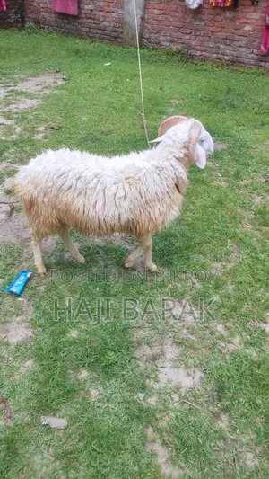 একটি গাড়ল পাঠা বিক্রি করা হবে।