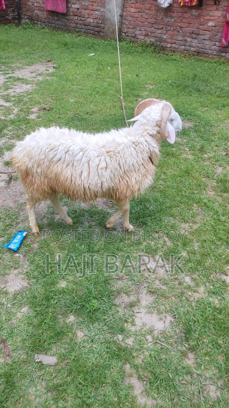 একটি গাড়ল পাঠা বিক্রি করা হবে।