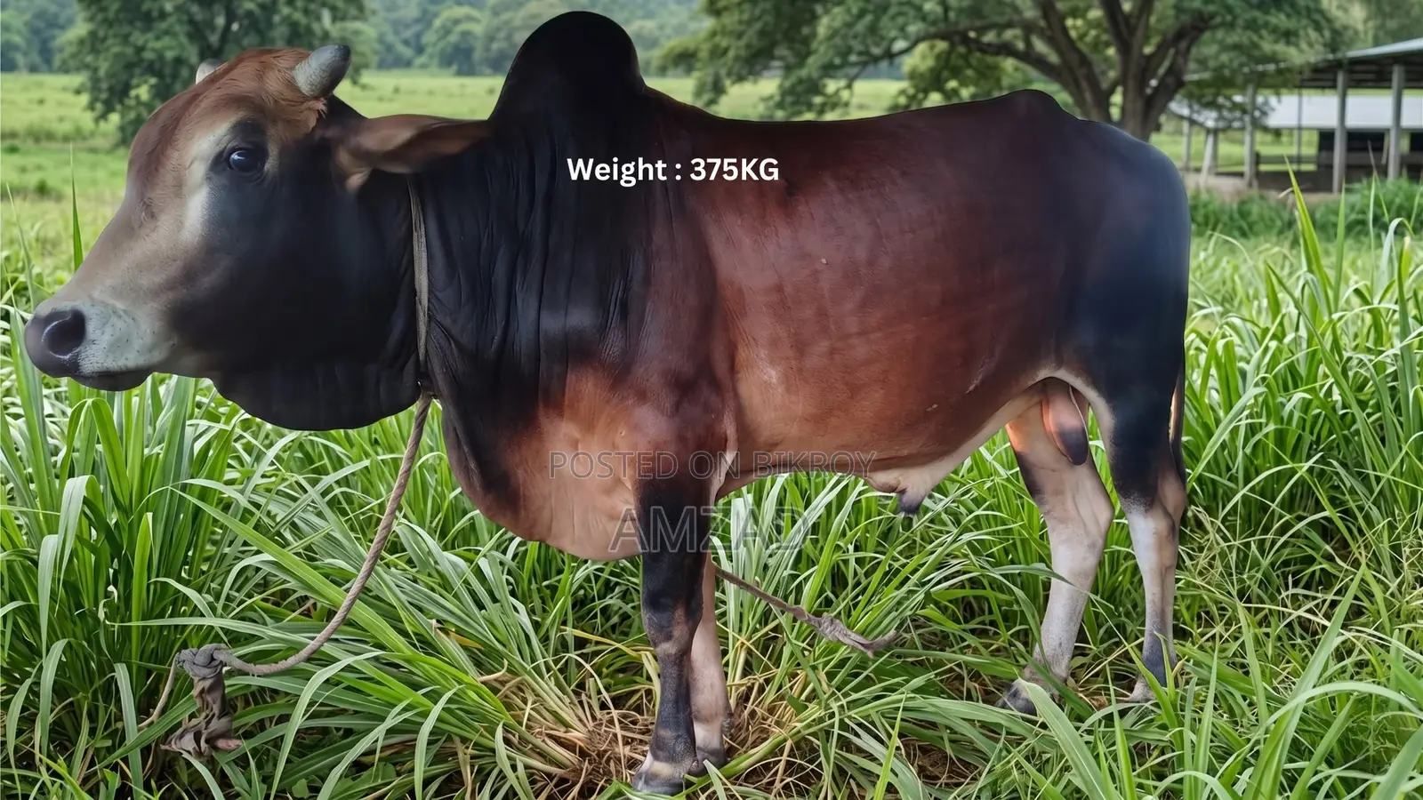 Sale of Sahiwal Breed Bull