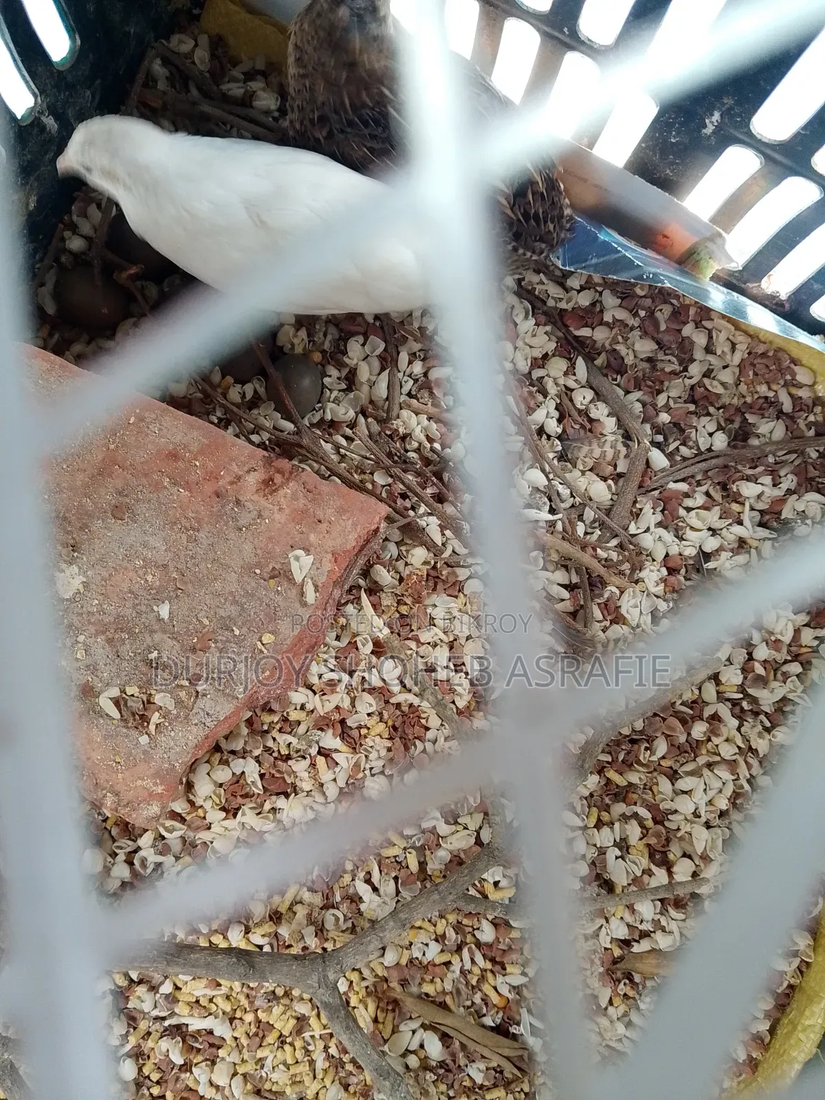 King Quail Eggs