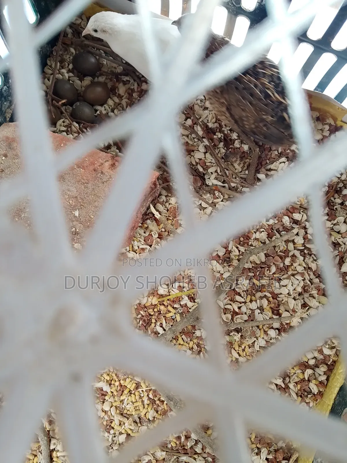 King Quail Eggs