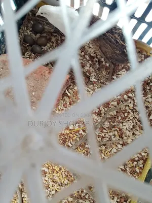 King Quail Eggs