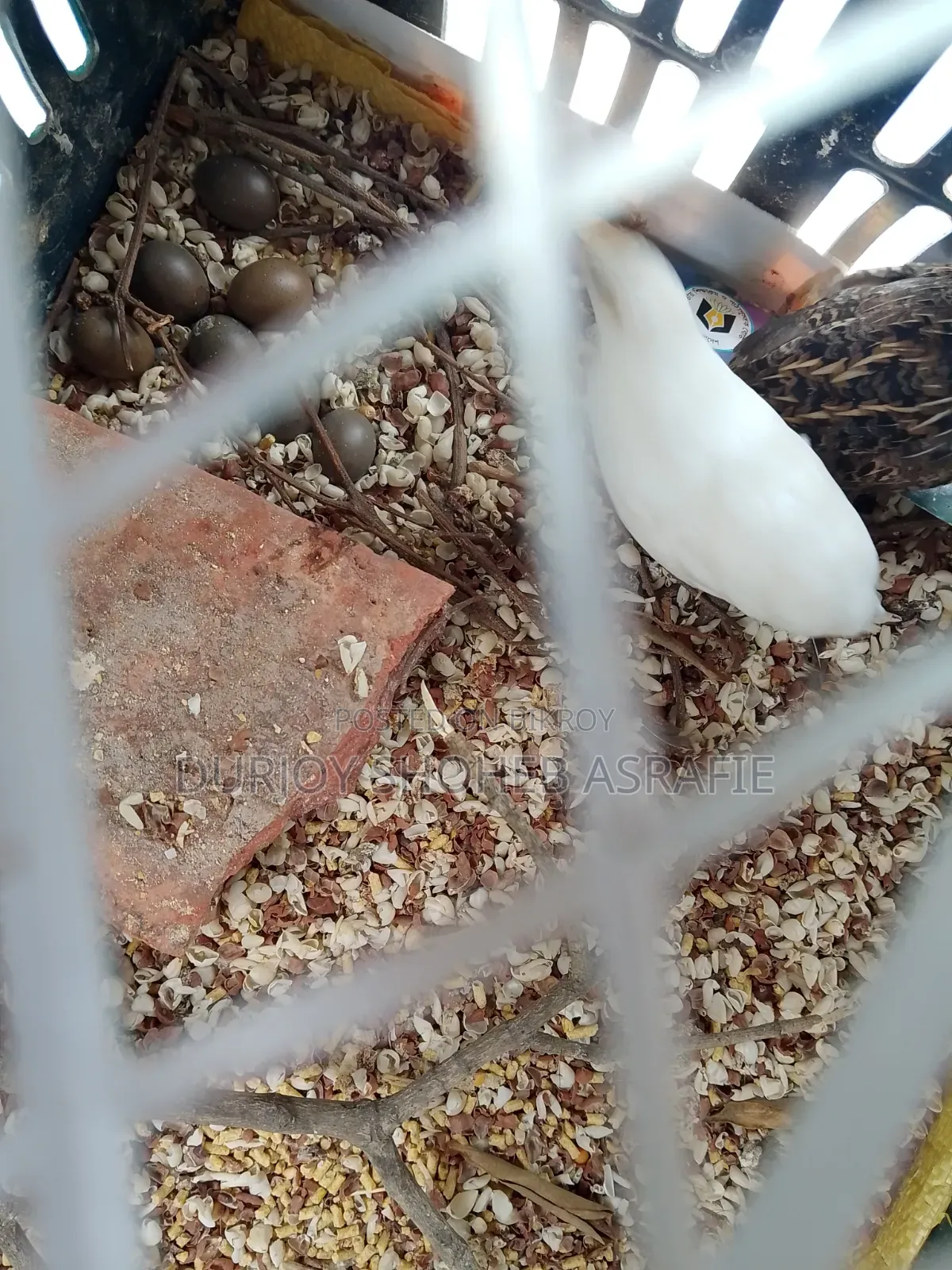 King Quail Eggs