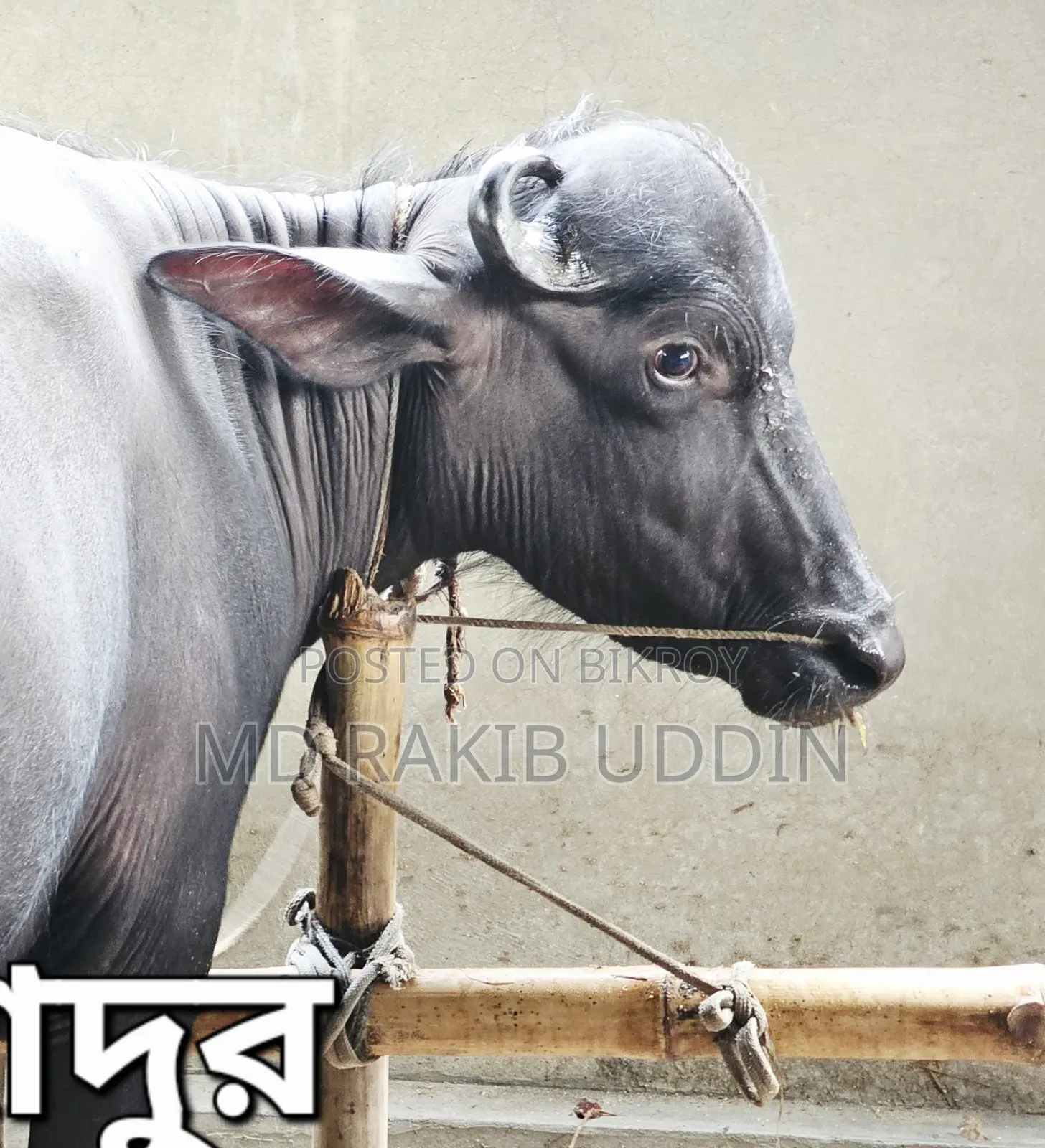The Best Buffalo for Your Qurbani is Now Within Reach!