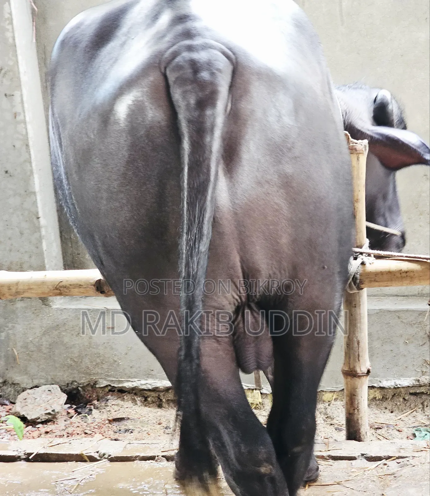 The Best Buffalo for Your Qurbani is Now Within Reach!