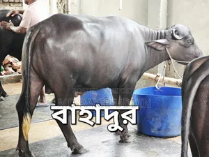 The Best Buffalo for Your Qurbani is Now Within Reach!