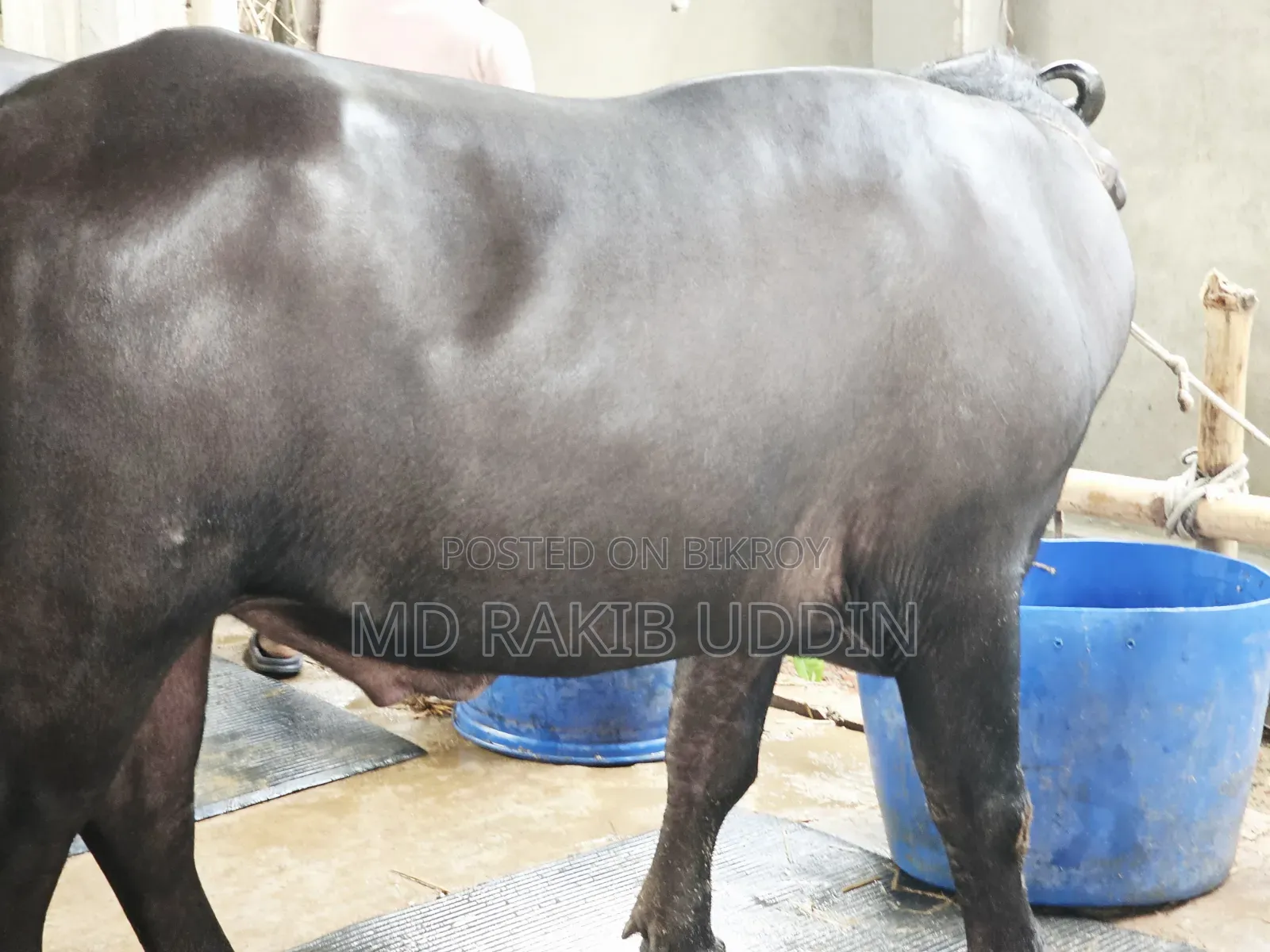 The Best Buffalo for Your Qurbani is Now Within Reach!