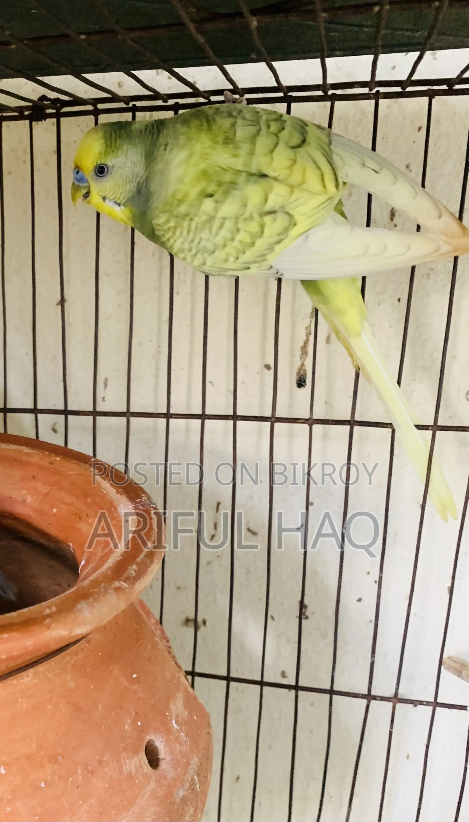 Budgie Bird