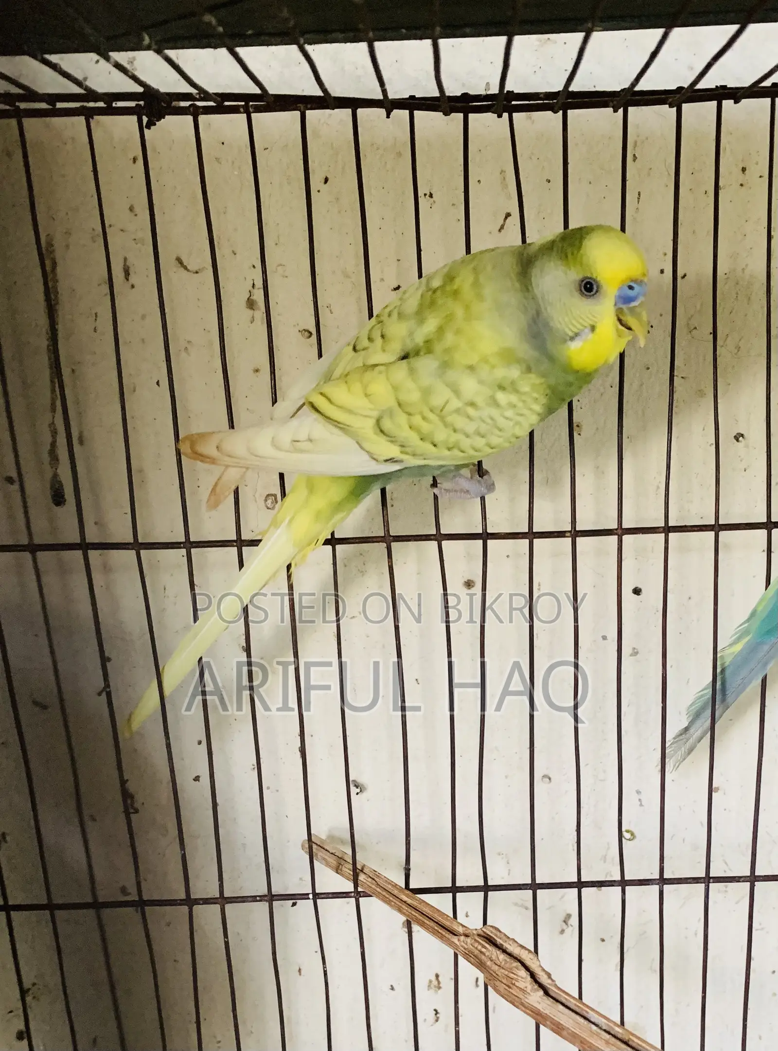 Budgie Bird