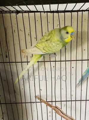 Budgie Bird