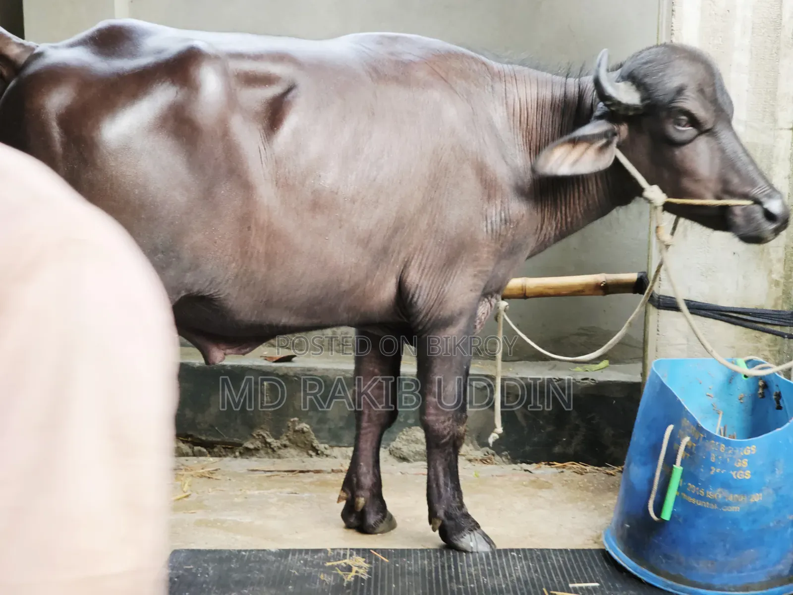 Get the Best Buffalo for Your Qurbani Now Within Your Reach!