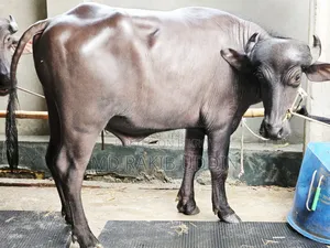 Get the Best Buffalo for Your Qurbani Now Within Your Reach!