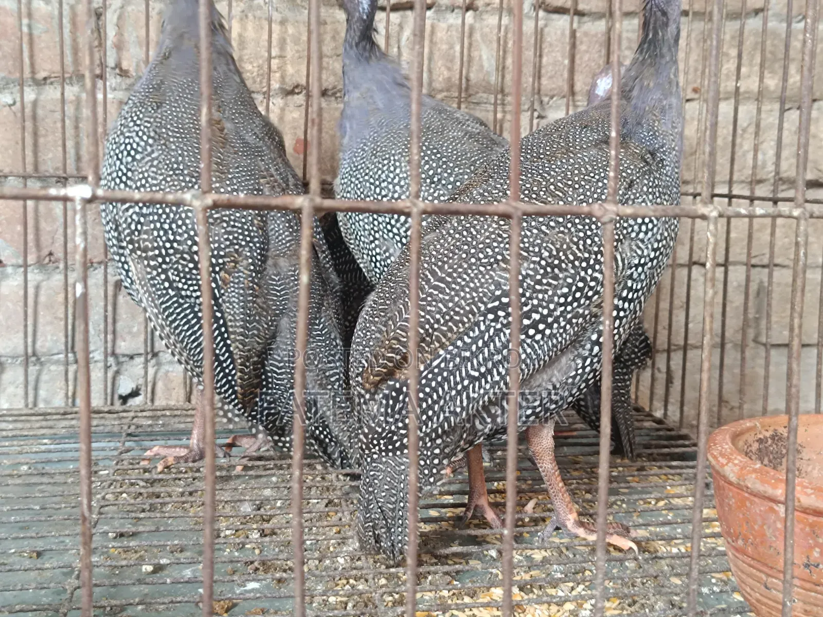 4 Guinea Fowl Chicks for Sale