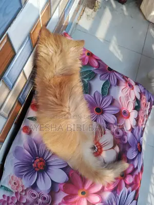 ১-৩ মাসের নর খাঁটি পার্সিয়ান