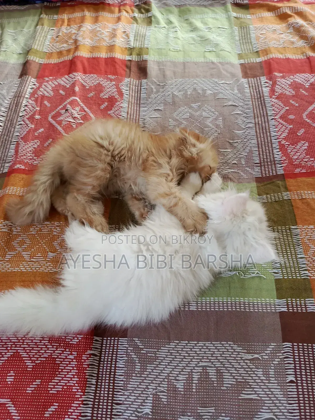 ১-৩ মাসের নর খাঁটি পার্সিয়ান