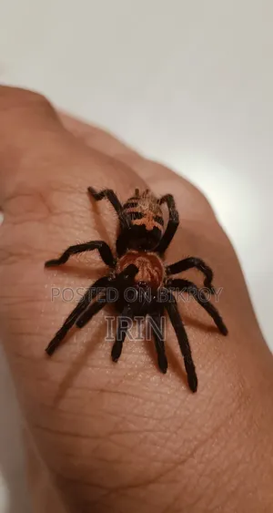 Tiger Rump Tarantula