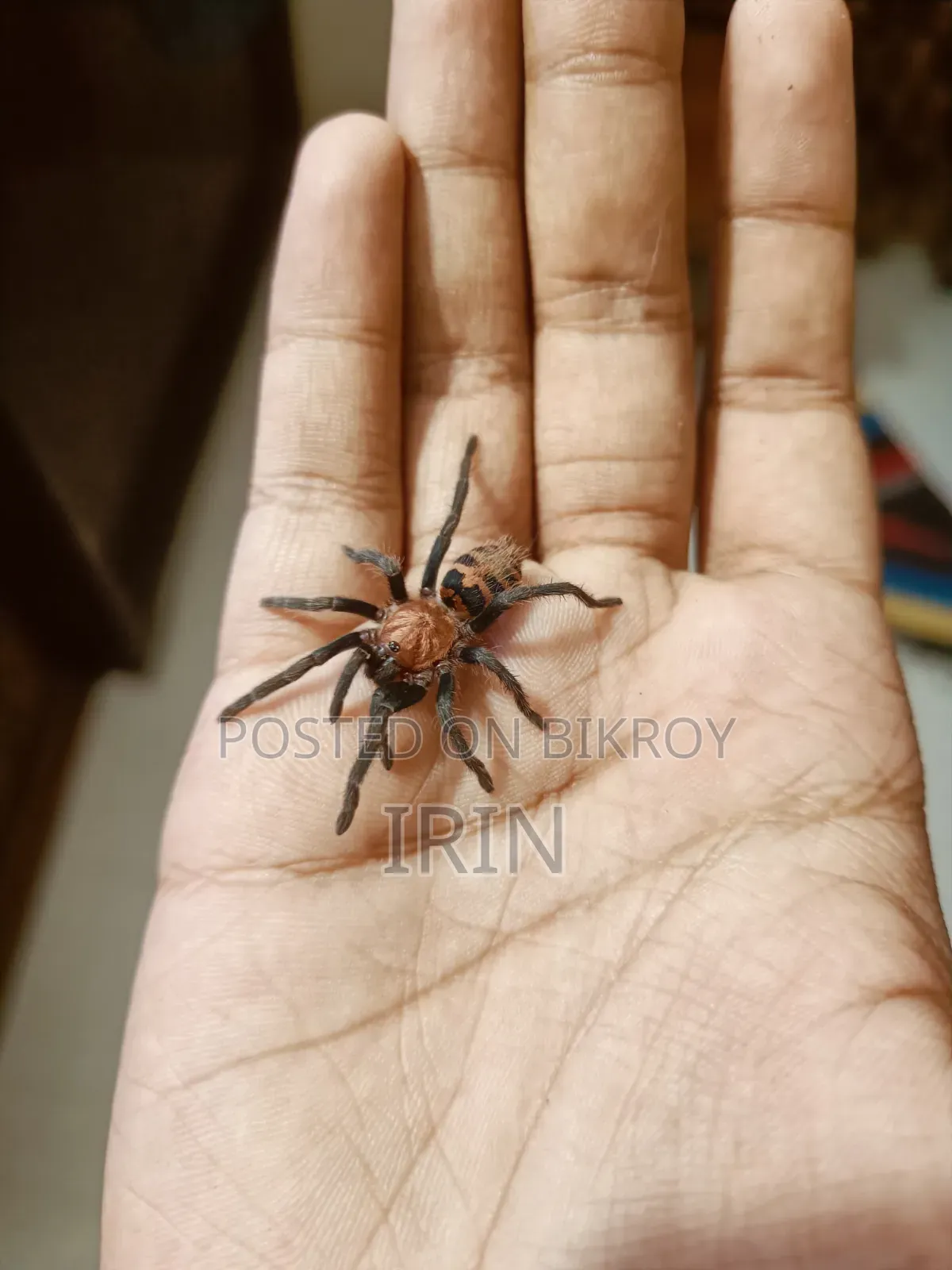 Tiger Rump Tarantula