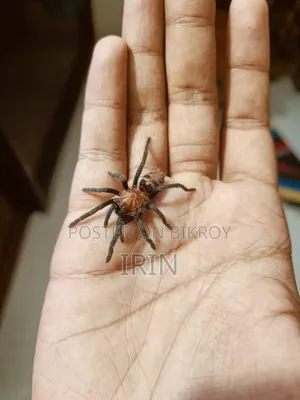 Tiger Rump Tarantula