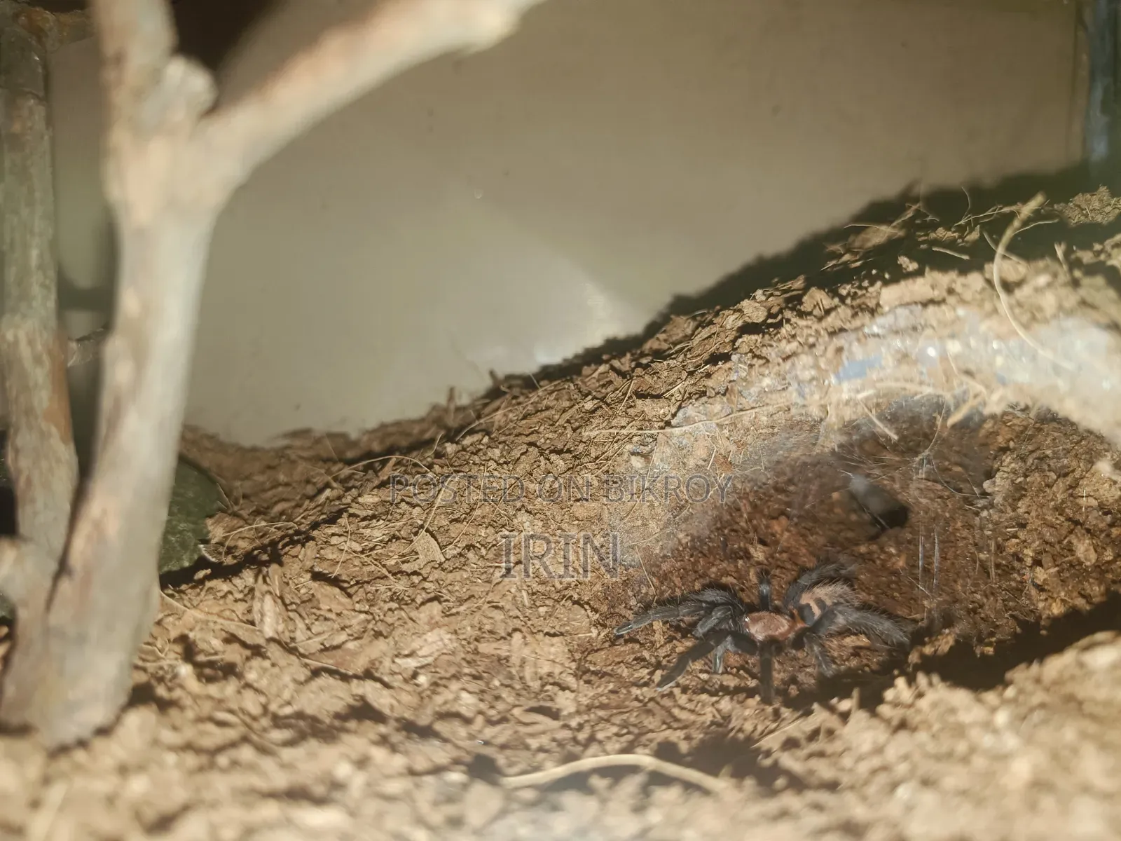 Tiger Rump Tarantula